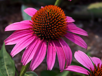 Echinacea
